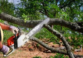 How Our Tree Care Process Works  in  New Deal, TX