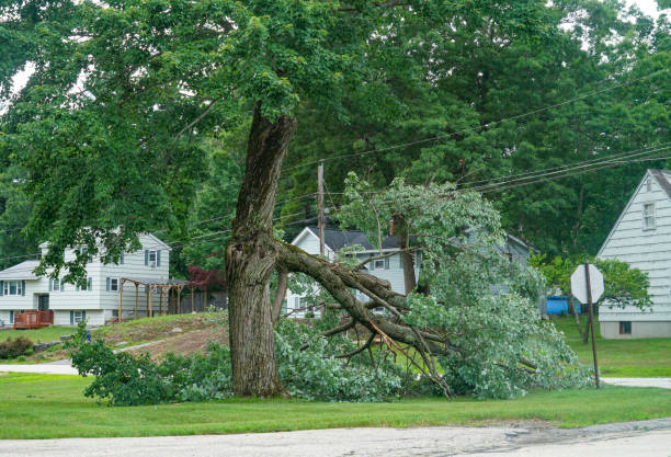 Professional Tree Care  in New Deal, TX